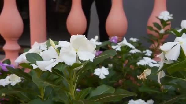Fehér Virágok Gyönyörű Nyíló Lila Lila Virág Húsvét Design Closeup — Stock videók