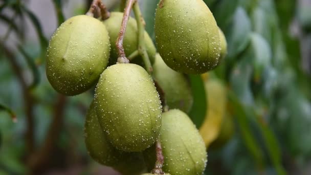 Karzeł Caja Manga Fruit Ograniczeniem Ograniczenia Rolnictwa — Wideo stockowe