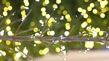 Noel Baba 'nın çiçekleri. Kar, bulanık bölge bayramı hediyeleri. Görüntü, Noel ağacı düzenliyor.