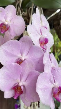 Chapada dos Veadeiros Cavalcante Gois Brezilya şelaleleri Brezilya eko-turizmi