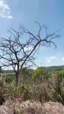 Gois Brezilya ekolojisinin doğa şelalesi cerrado