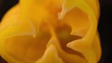 Taze sarı kırmızı biber kesiyorum. Yakın plan.. 