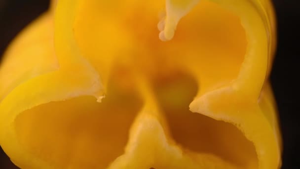 Corte lento de pimentão de páprica amarelo fresco com um close-up de faca. — Vídeo de Stock