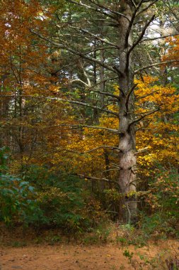 Sand Ridge Eyalet Ormanı 'nda sonbahar manzarası. Forest City, Illinois, ABD