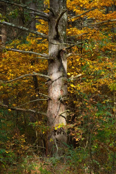 Paisaje Otoñal Sand Ridge State Forest Forest City Illinois — Foto de Stock