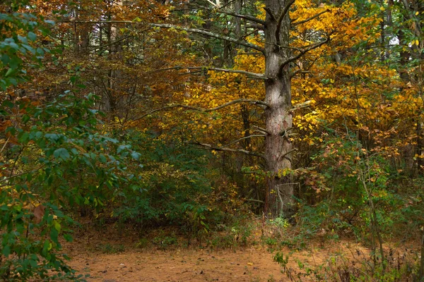 Sand Ridge Eyalet Ormanı Nda Sonbahar Manzarası Forest City Illinois — Stok fotoğraf