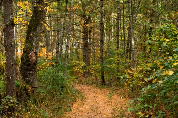 Hiking Trail Autumn Morning Sand Ridge State Forest Illinois Usa — Stock Photo, Image