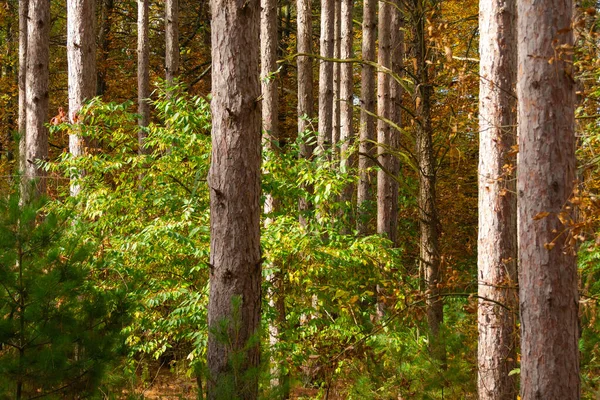 Tallträd Vacker Höstmorgon Sand Ridge State Forest Illinois Usa — Stockfoto