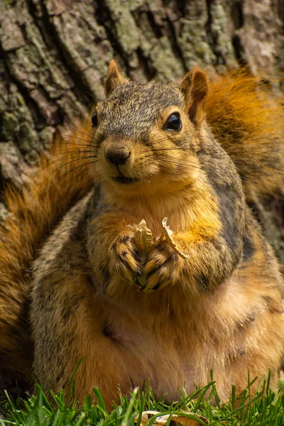 Entzückendes Trächtiges Eichhörnchen Das Erdnüsse Isst — Stockfoto
