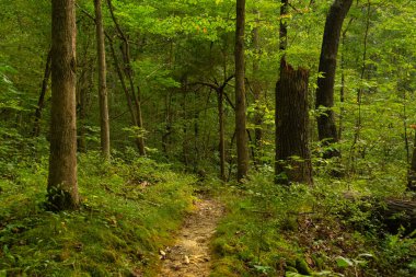 Tanrıların Bahçesi 'nde yürüyüş parkurunda. Shawnee Ulusal Ormanı, Illinois, ABD