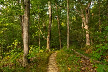 Tanrıların Bahçesi 'nde yürüyüş parkurunda. Shawnee Ulusal Ormanı, Illinois, ABD