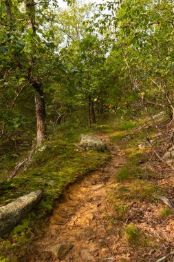 Tanrıların Bahçesi 'nde yürüyüş parkurunda. Shawnee Ulusal Ormanı, Illinois, ABD