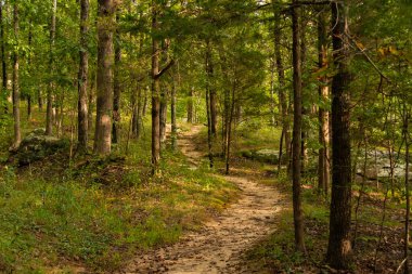 Tanrıların Bahçesi 'nde yürüyüş parkurunda. Shawnee Ulusal Ormanı, Illinois, ABD