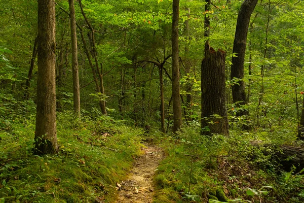 Wanderweg Durch Den Garten Der Götter Shawnee National Forest Illinois — Stockfoto