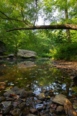 Bell Smith Springs 'teki yürüyüş yolu boyunca manzara. Shawnee Ulusal Ormanı, Illinois, ABD