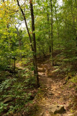 Bell Smith Springs 'te yürüyüş yolu. Shawnee Ulusal Ormanı, Illinois, ABD