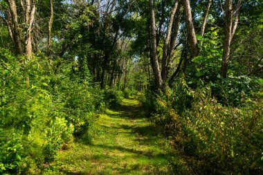 Ormanda yürüyüş parkurunda. Bellevue State Park, Iowa, ABD