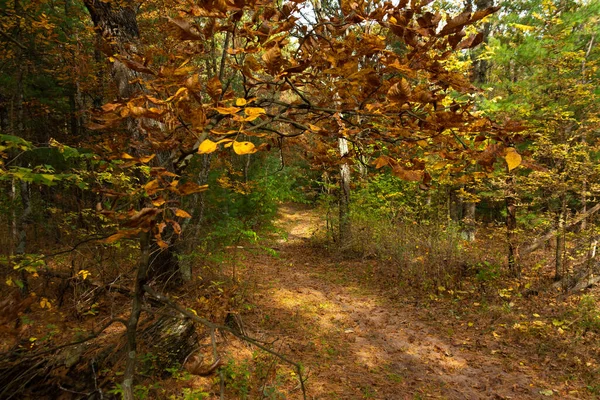 Hiking Trail Autumn Morning Sand Ridge State Forest Illinois Usa — Stock Photo, Image
