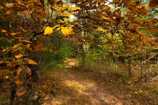 Vandringsled Höstmorgon Sand Ridge State Forest Illinois Usa — Stockfoto