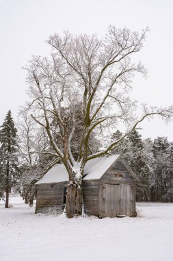 Illinois kırsalında eski ahşap ahır ve karla kaplı ağaç.