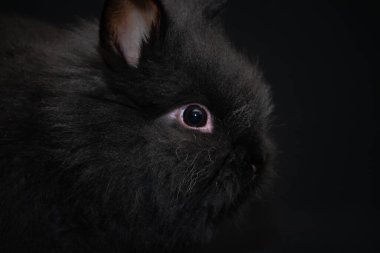 Altı haftalık erkek aslan kafalı tavşan, siyah bir geçmişi var..