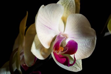 Siyah arkaplan ile doğal ışık altında güzel beyaz ve mor orkide..