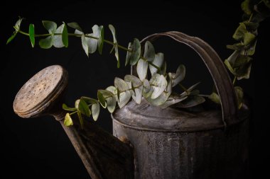 Paslı sulama tenekesinde taze okaliptüs dalları.