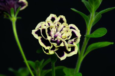 Canlı yeşil yaprakları ve siyah arkaplanı olan güzel çiçek açan petunya.