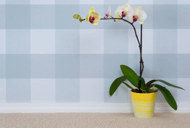 Ekoseli duvar kağıdı arka planı ve halılı zemini olan çiçek açan orkide..