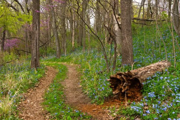 Smutsig Vandringsled Genom Skogen Mulen Vårmorgon Sue Och Wes Dixon — Stockfoto