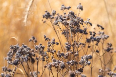 Sabah vakti çayırda ölü bir bitki örtüsü. Sue ve Wes Dixon Waterfowl Refuge, Illinois, ABD