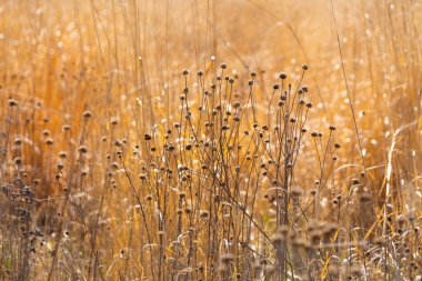 Sabah vakti çayırda ölü bir bitki örtüsü. Sue ve Wes Dixon Waterfowl Refuge, Illinois, ABD