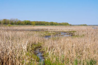 Güzel bir bahar sabahında sulak alanlar. Sue ve Wes Dixon Waterfowl Refuge, Illinois, ABD