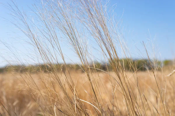 Vegetação Morta Pradaria Luz Manhã Sue Wes Dixon Waterfowl Refuge — Fotografia de Stock