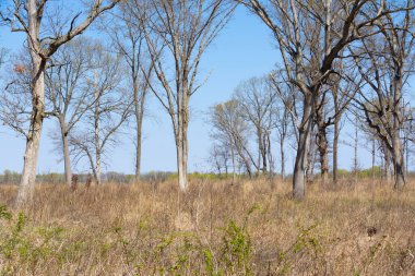 Güzel bir bahar sabahında savana manzarası. Dixon Waterfowl Refuge, Illinois, ABD