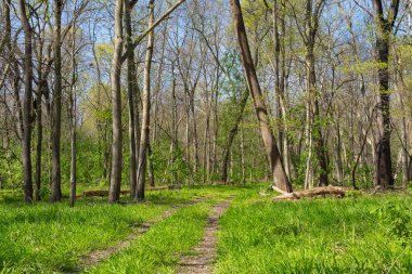 Güzel bir bahar sabahında bozkırda yol almak. Dixon Waterfowl Refuge, Illinois, ABD