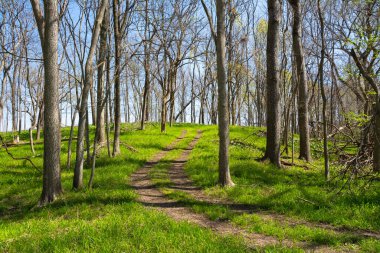 Küçük ağaçların üzerindeki toprak yol ve sabah ışığında tepeyi kaplayan çimler. Dixon Waterfowl Refuge, Illinois ABD