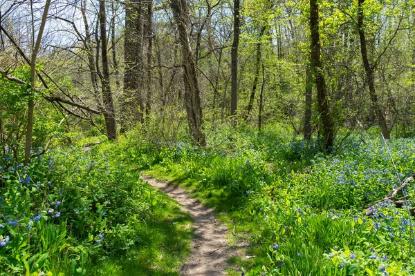 Hiking trail through the woodlands on a beautiful Spring morning.  Franklin Creek State Natural Area, Franklin Grove, Illinois