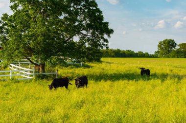 Canlı bir bahar öğleden sonrasında açık çim tarlasında otlayan sığırlar. LaSalle County, Illinois, ABD