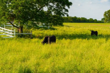 Canlı bir bahar öğleden sonrasında açık çim tarlasında otlayan sığırlar. LaSalle County, Illinois, ABD