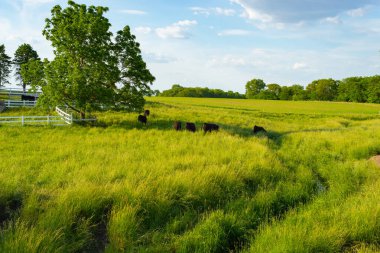 Canlı bir bahar öğleden sonrasında açık çim tarlasında otlayan sığırlar. LaSalle County, Illinois, ABD