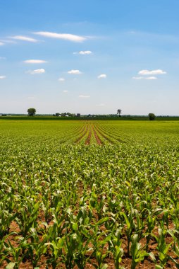 Illinois kırsalında güzel bir ilkbahar öğleden sonrasında mısır tarlaları.