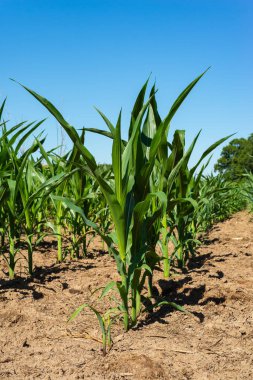 Orta Batı 'da canlı yeşil mısır tarlaları üzerinde parlak mavi gökyüzü.