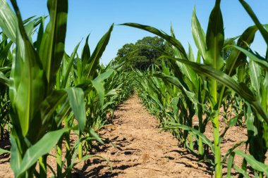 Orta Batı 'da canlı yeşil mısır tarlaları üzerinde parlak mavi gökyüzü.