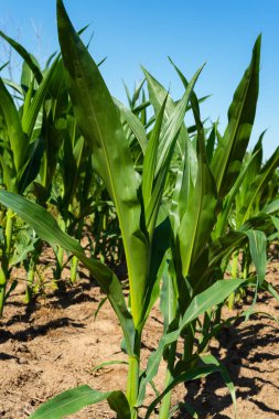 Orta Batı 'da canlı yeşil mısır tarlaları üzerinde parlak mavi gökyüzü.