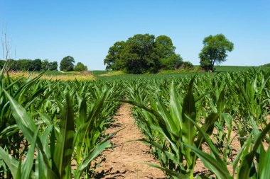 Orta Batı 'da canlı yeşil mısır tarlaları üzerinde parlak mavi gökyüzü.