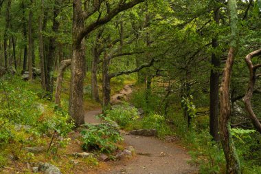 Doğu Kayalıkları 'nda yürüyüş parkurunda. Devil 's Lake State Park, Wisconsin, ABD