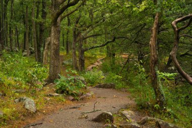 Doğu Kayalıkları 'nda yürüyüş parkurunda. Devil 's Lake State Park, Wisconsin, ABD