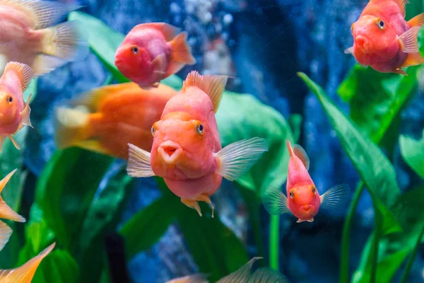 Goldfish — Stock Photo, Image