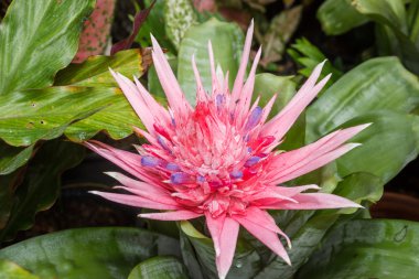 pembe bromeliad çiçek